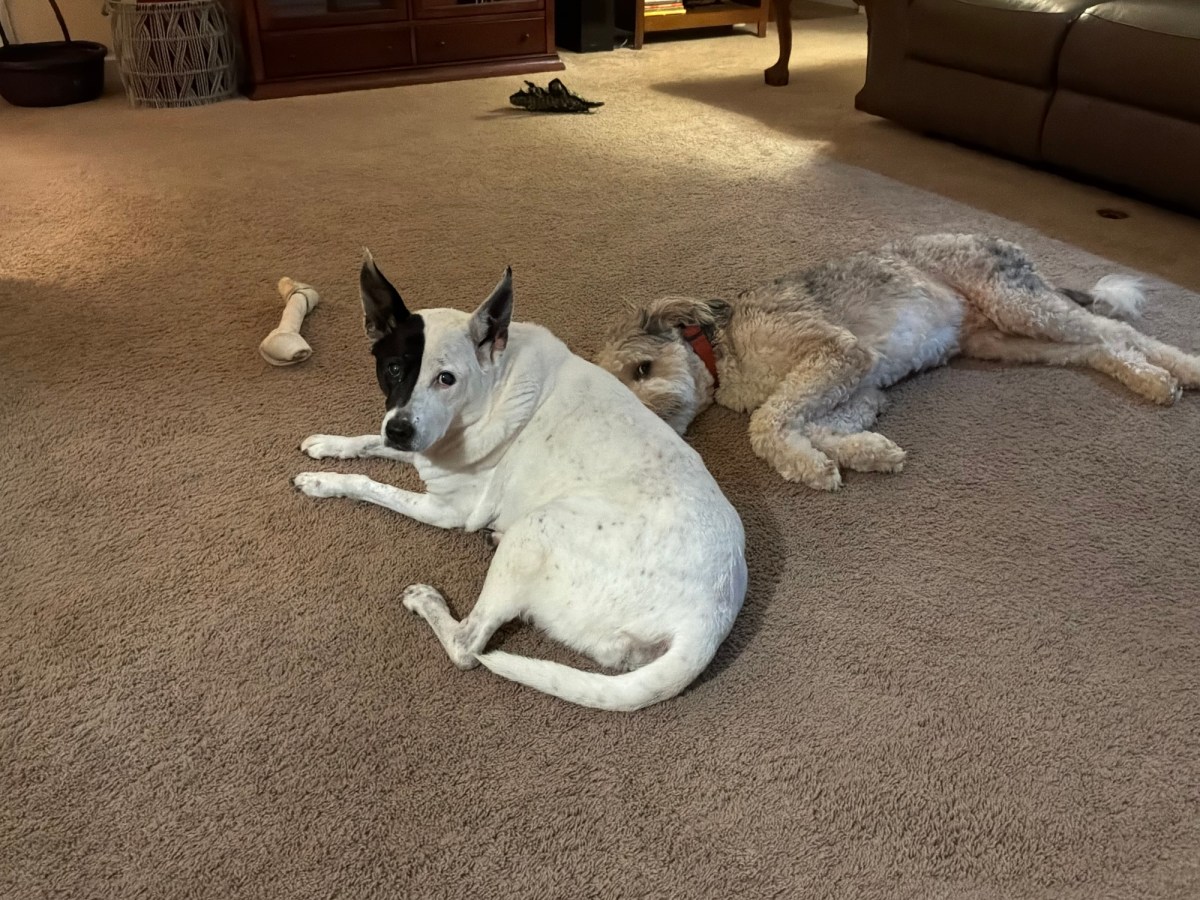 A “Doggie” Staycation